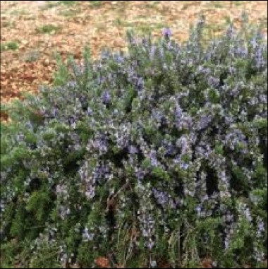  Plantas para jardines verticales en Andalucía